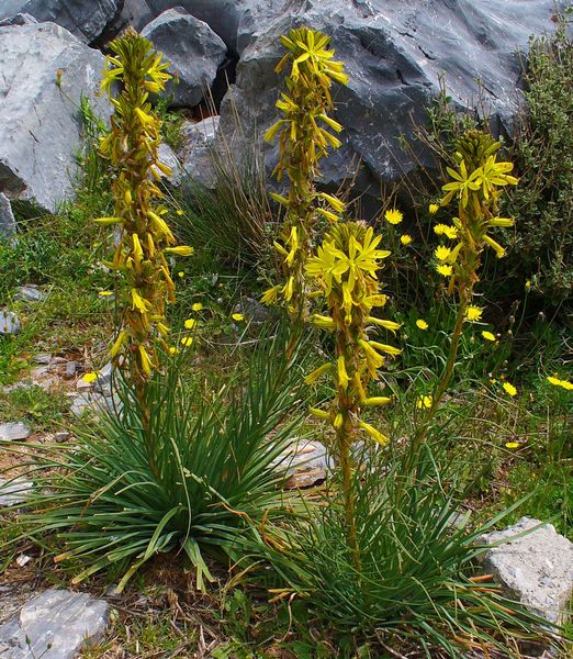 Asphodeline lutea